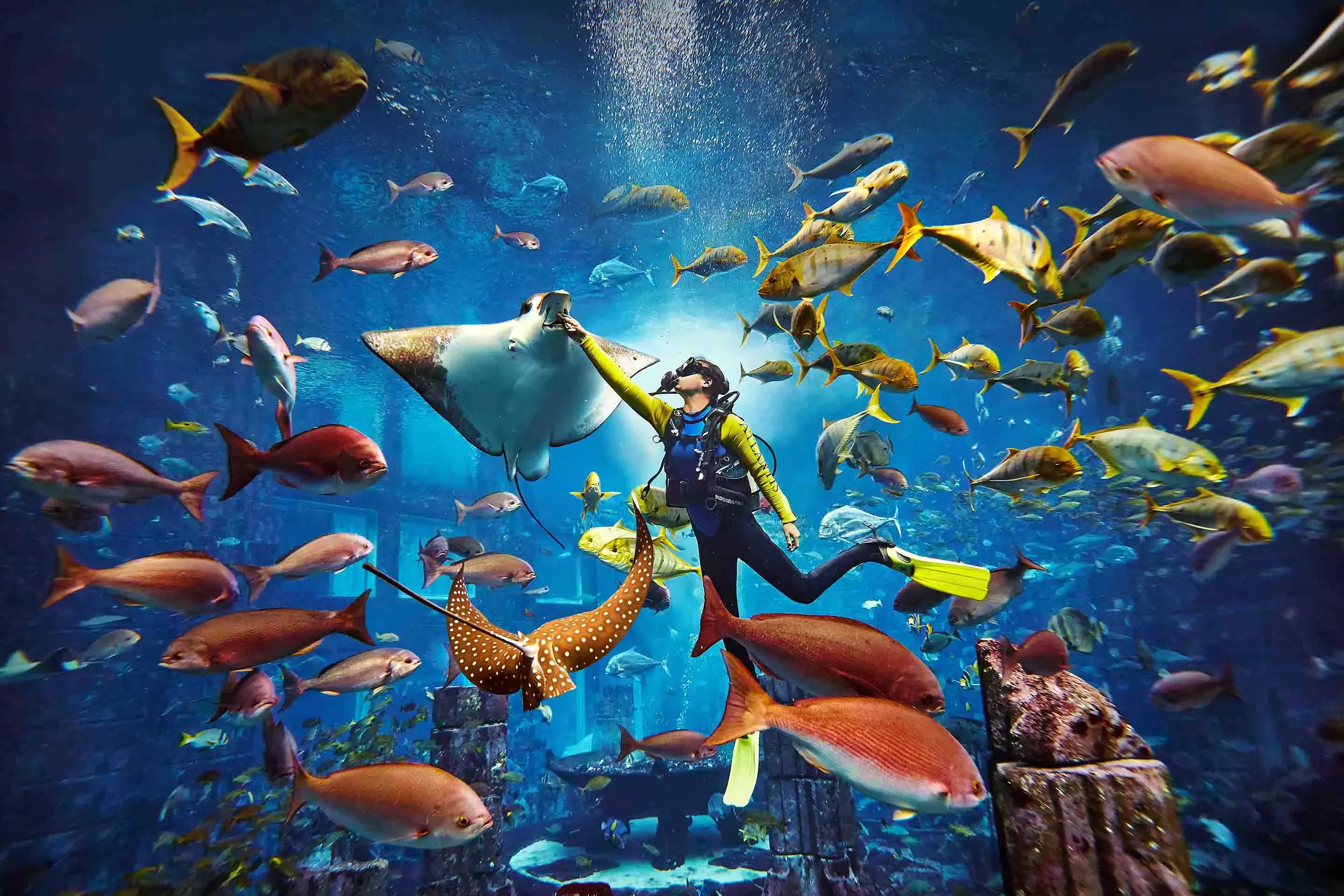 Scuba Diving Dubai T6533